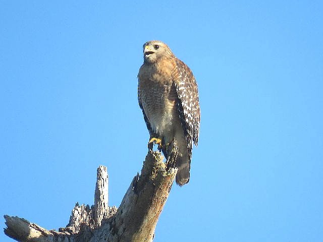 Red-shouldered Hawk - ML76356981