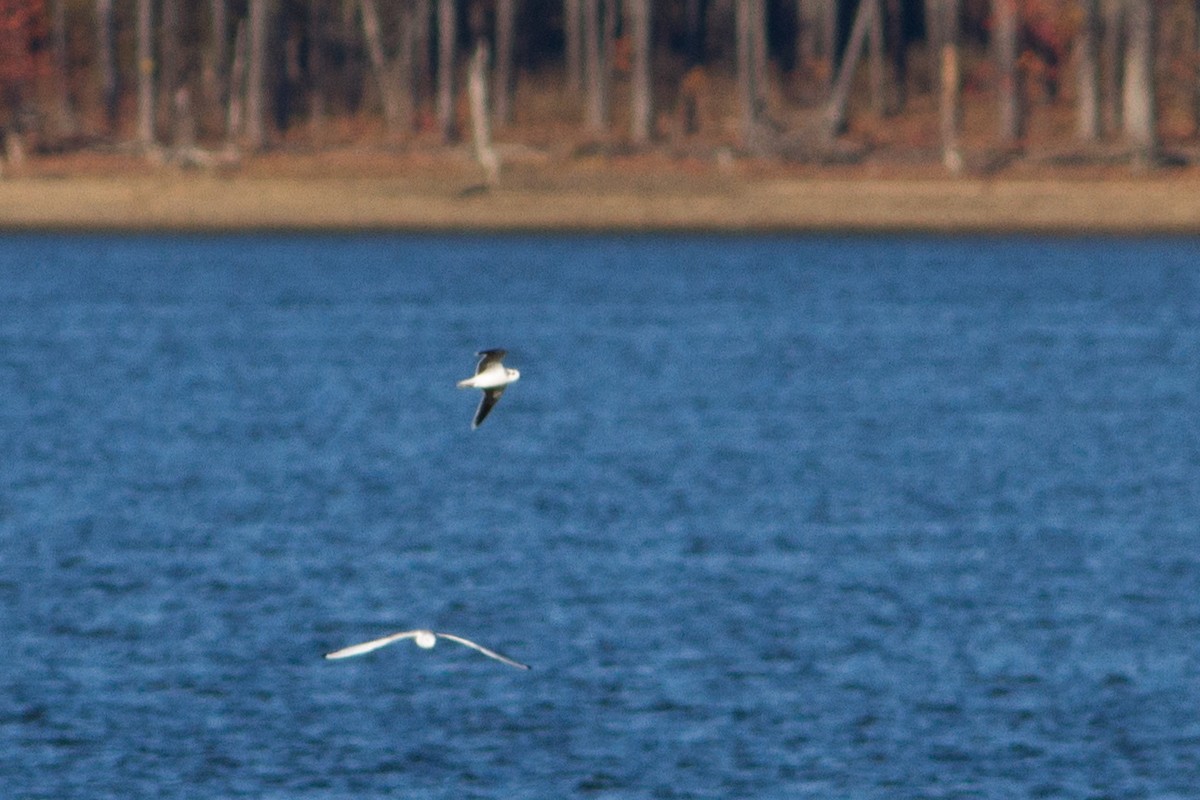 Mouette pygmée - ML76360071