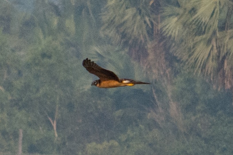 Pallid Harrier - ML76360141