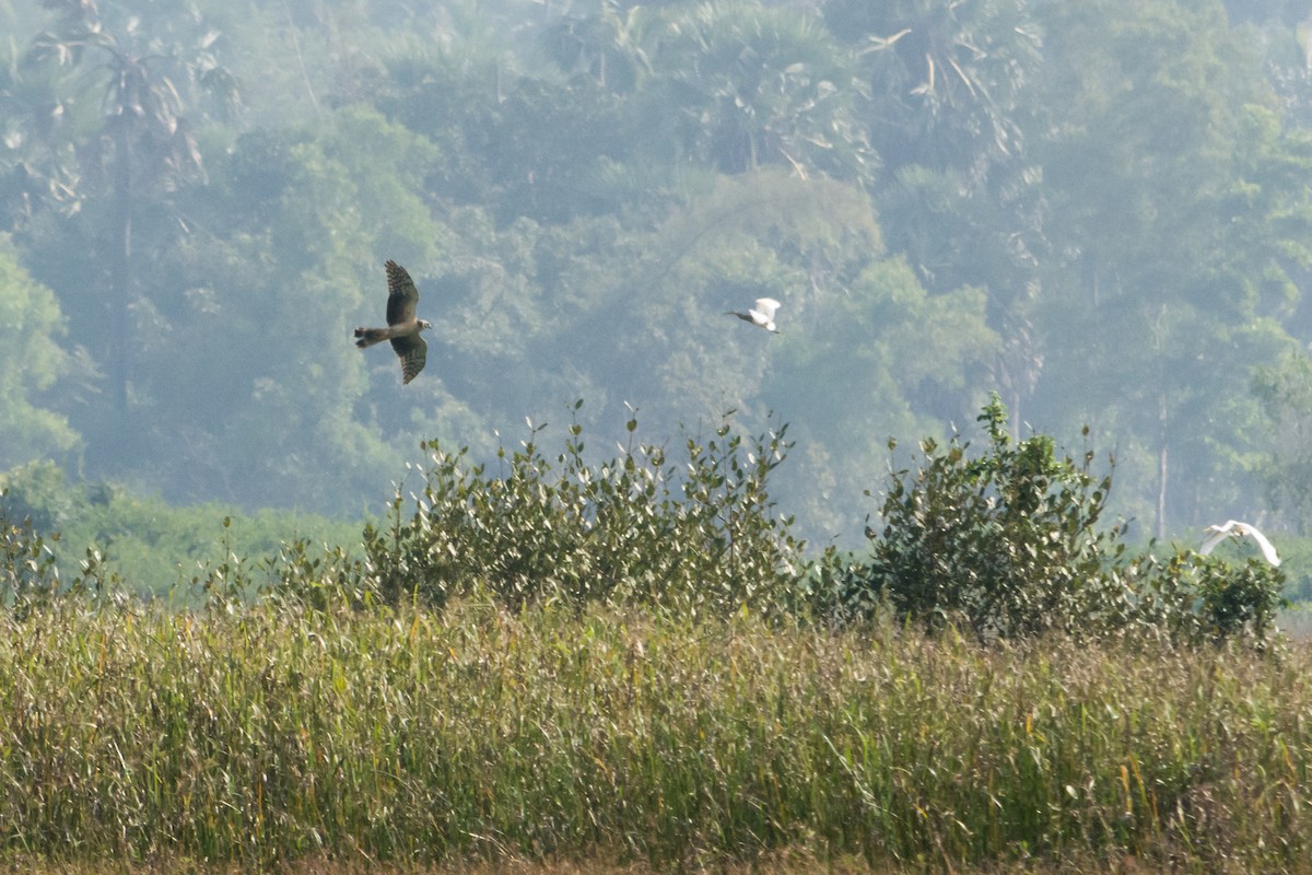 Pallid Harrier - ML76361031