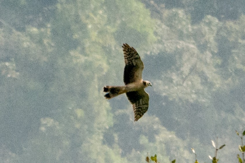 Pallid Harrier - ML76361071