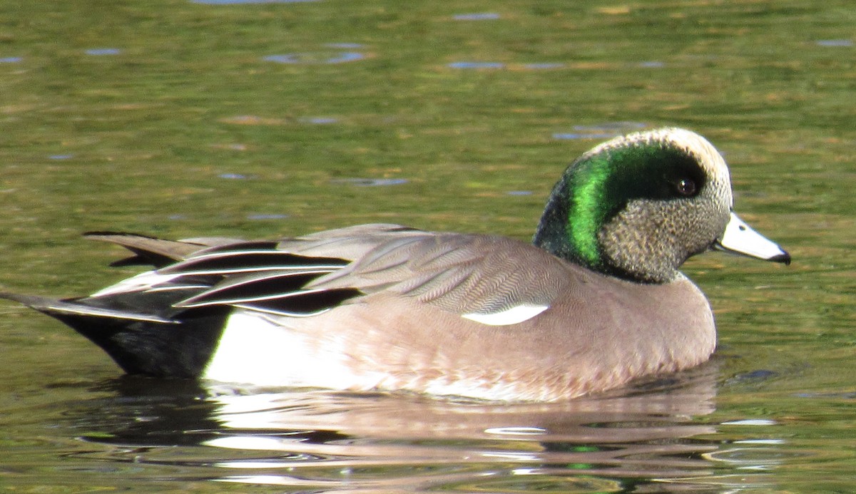 American Wigeon - Ed Dunn