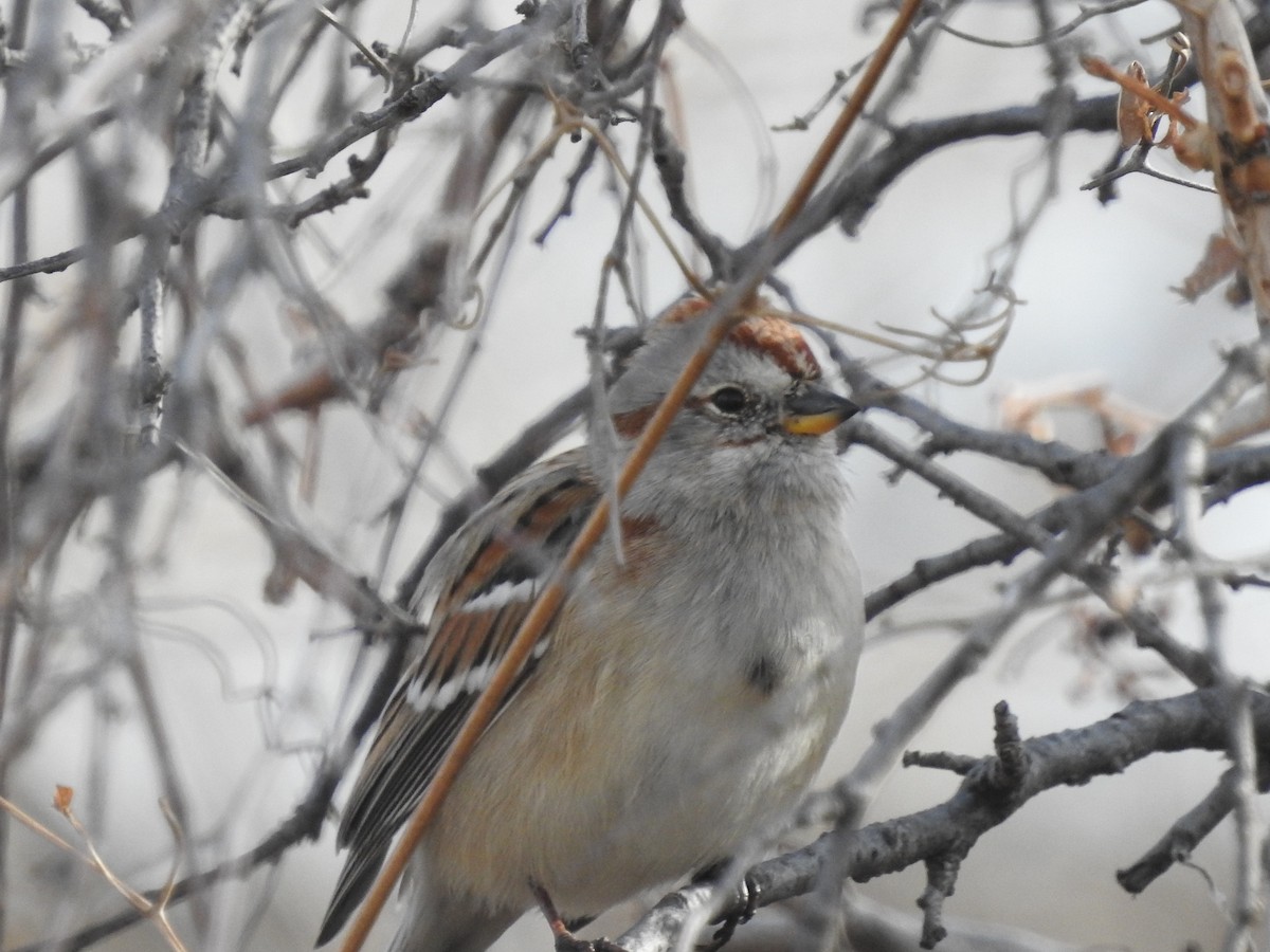American Tree Sparrow - ML76364611