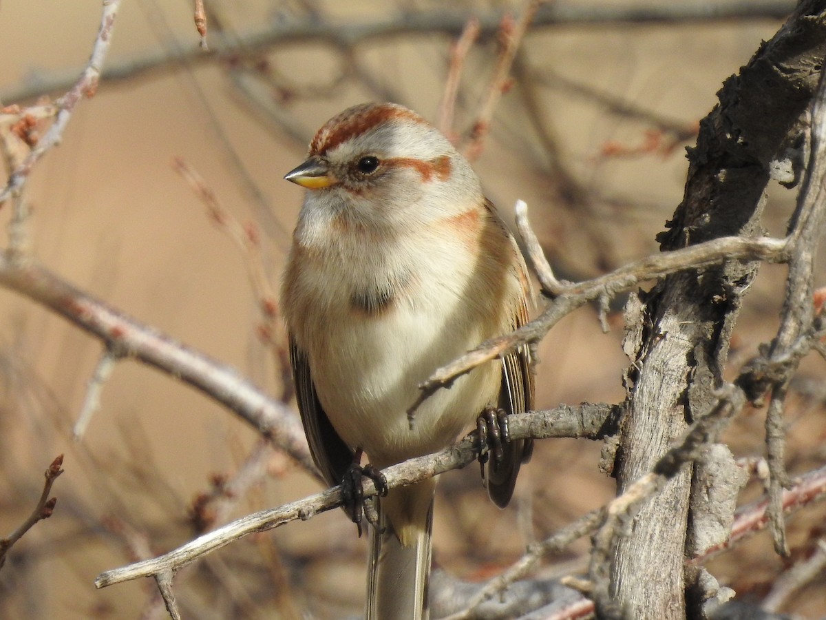 American Tree Sparrow - ML76364621