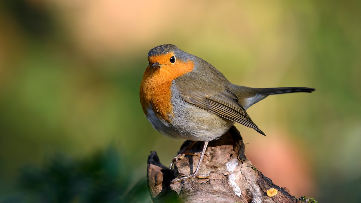 European Robin - ML76365941