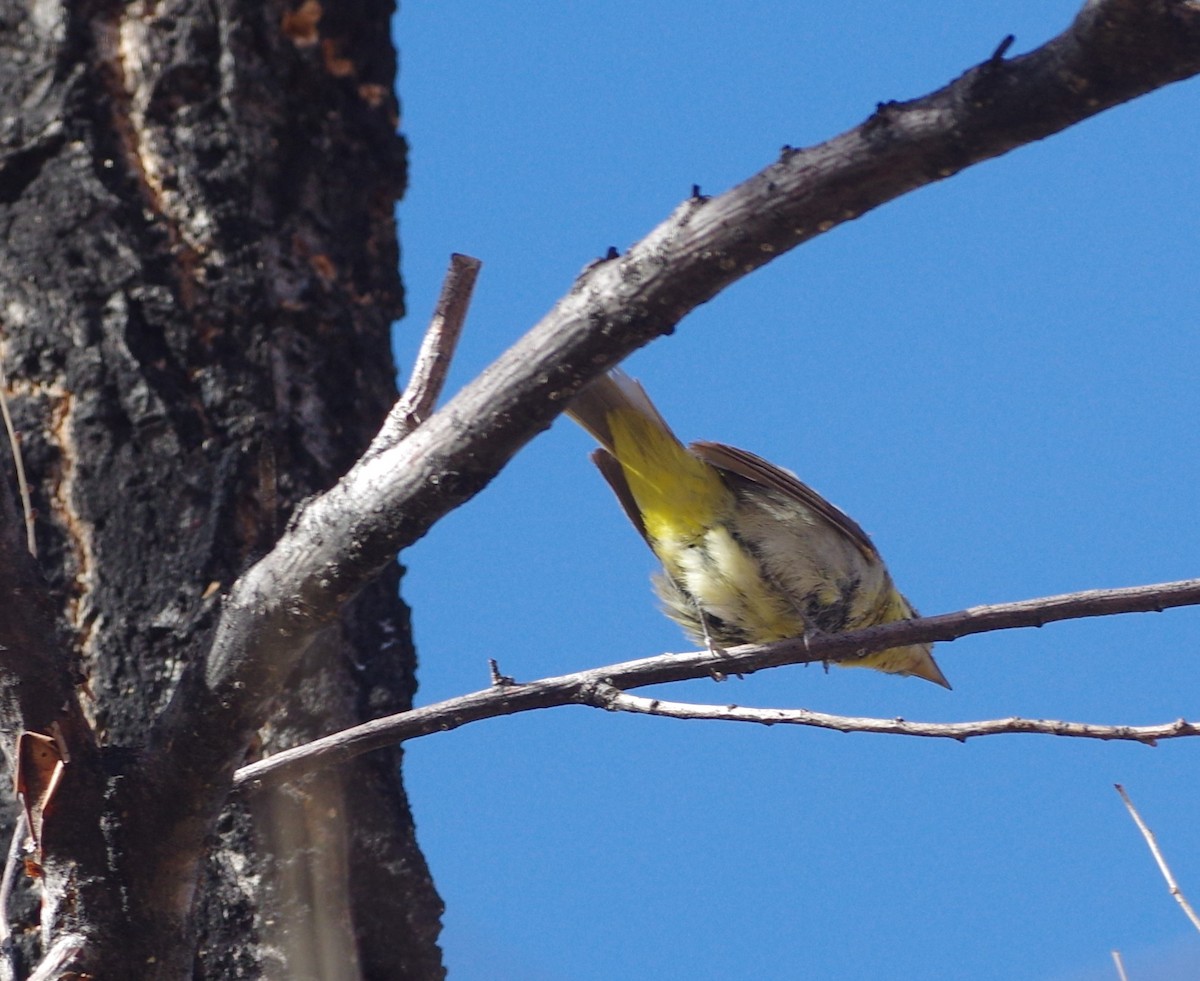 Western Tanager - ML76366761