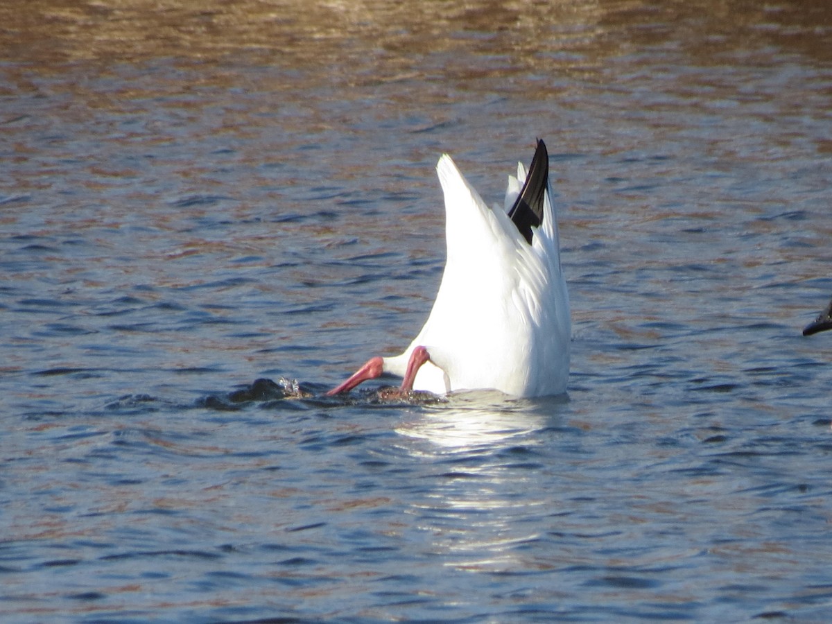 Snow Goose - ML76366771