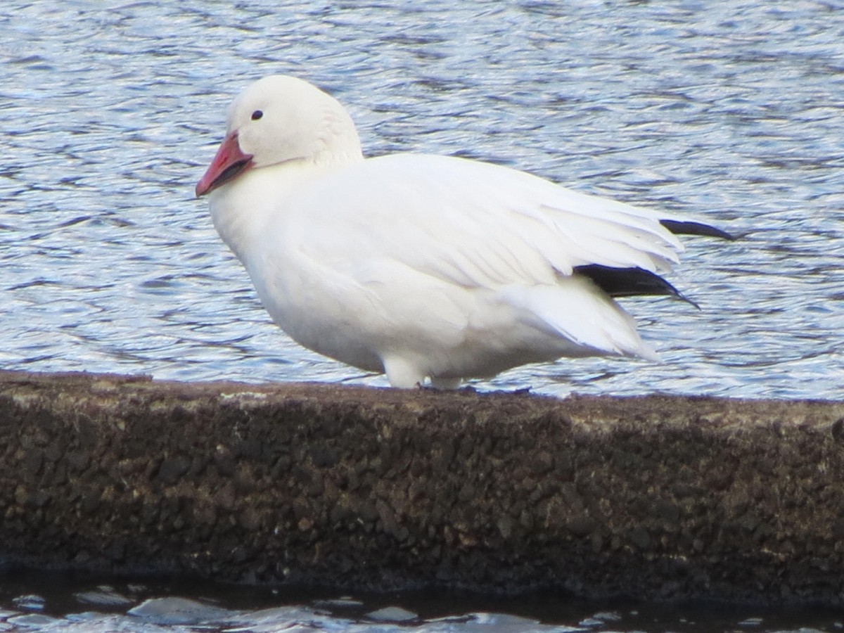 Snow Goose - ML76366791