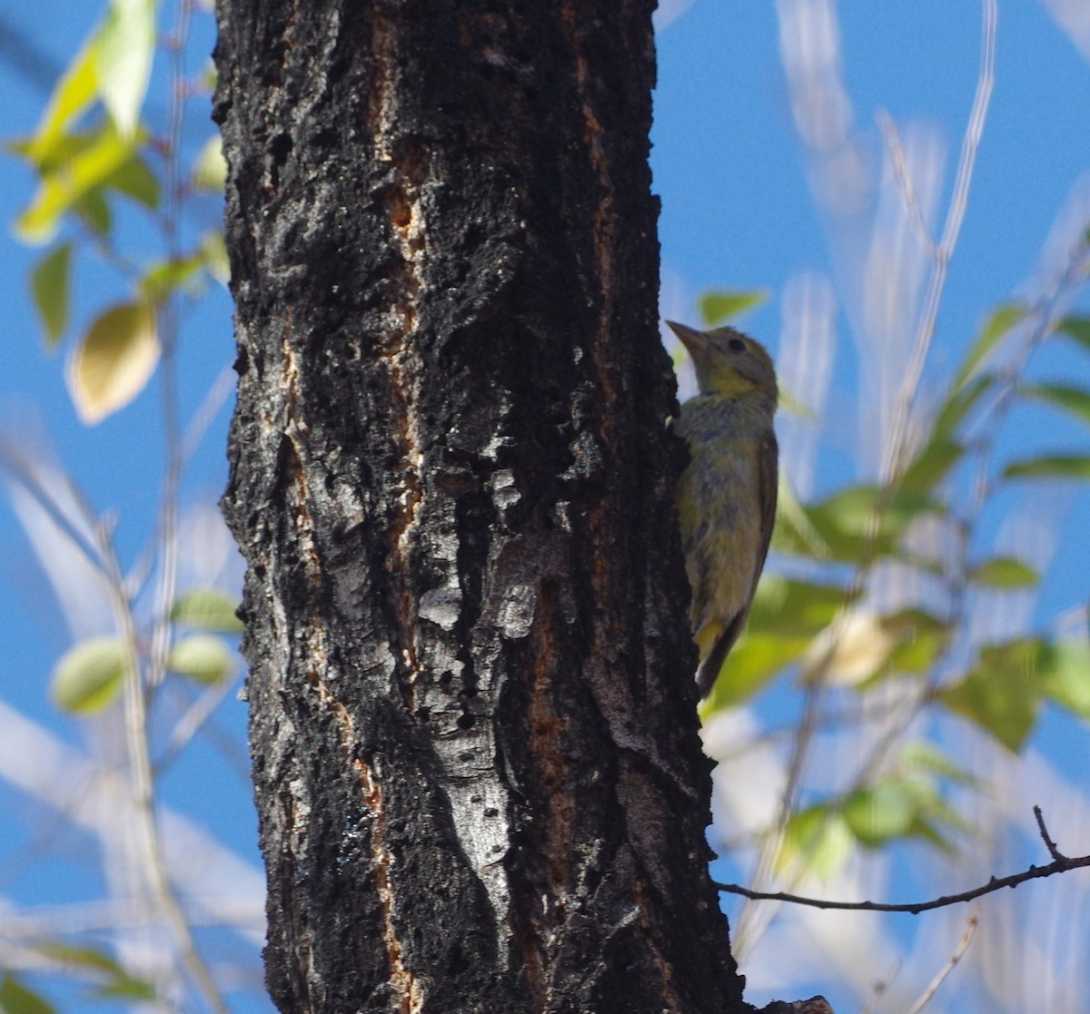 Western Tanager - ML76366821