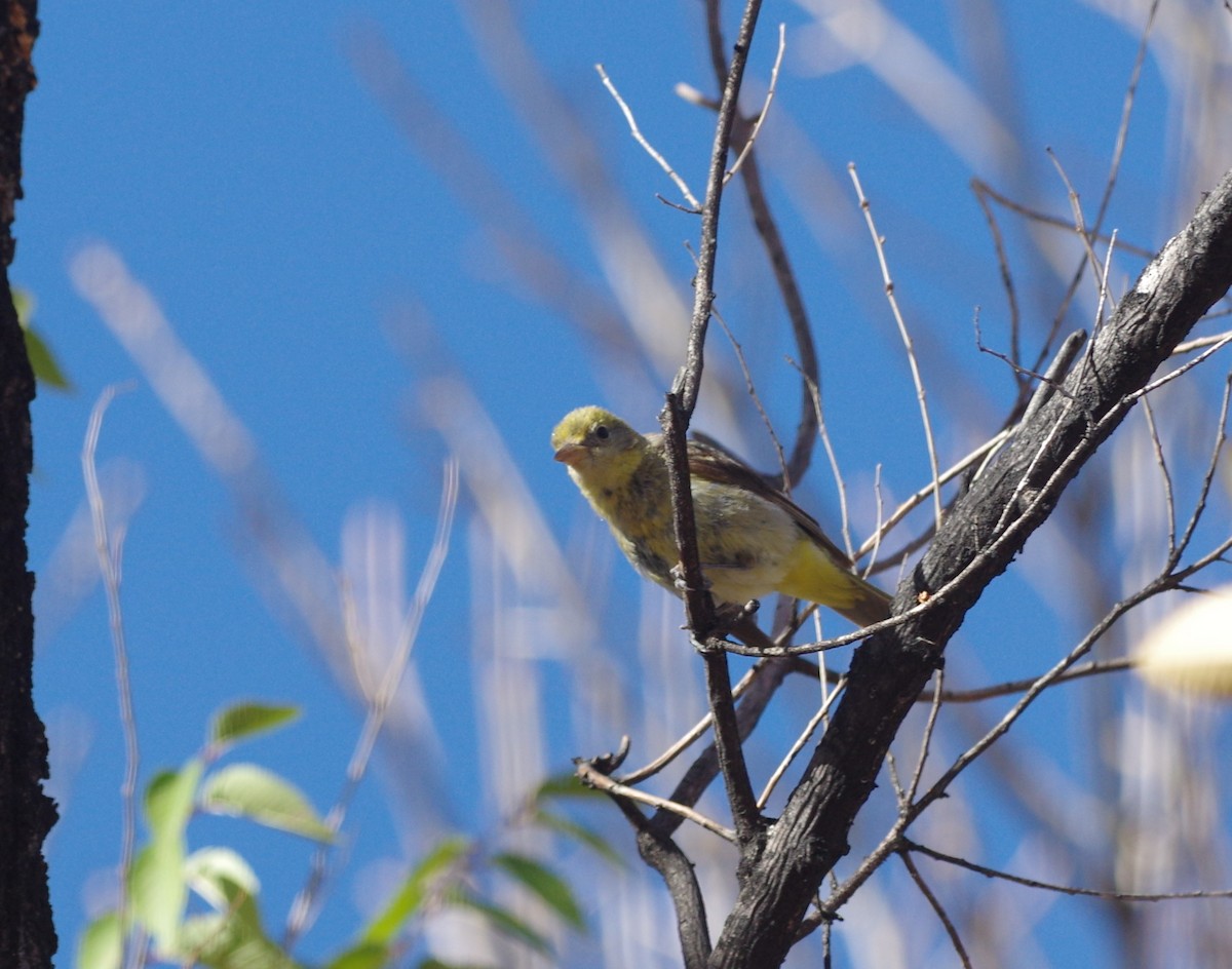 Western Tanager - ML76366831