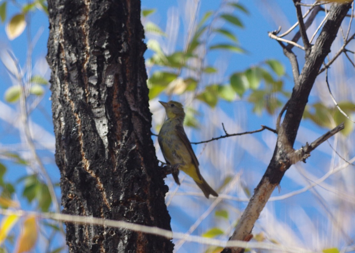 Western Tanager - ML76366841