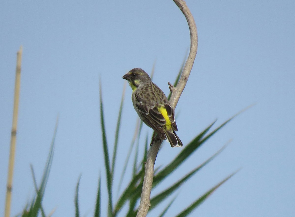 Lemon-breasted Seedeater - Brad Arthur