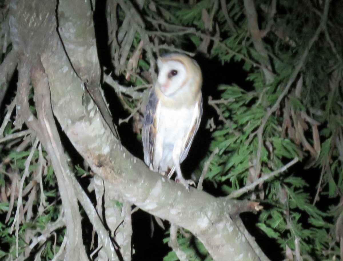 Barn Owl (African) - ML76369771