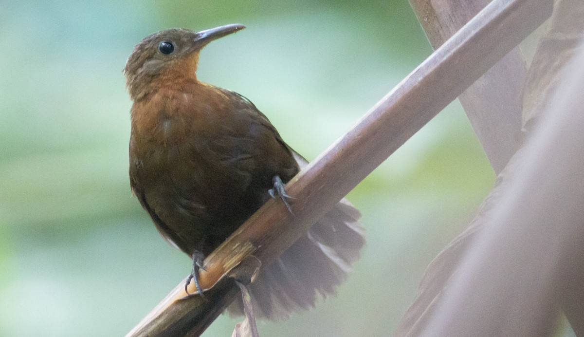 South American Leaftosser (Guianan) - ML76369941