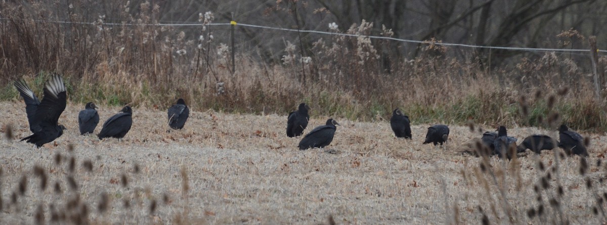 Black Vulture - ML76373441