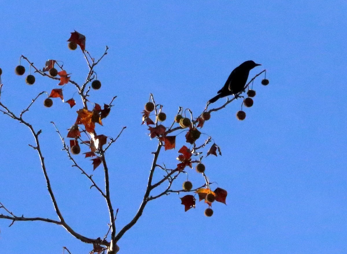 Common Grackle - ML76375421