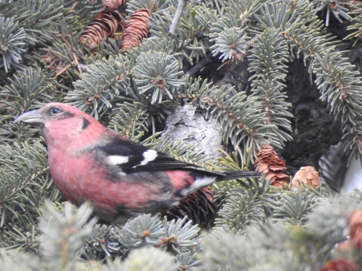 White-winged Crossbill - Dale Heinert