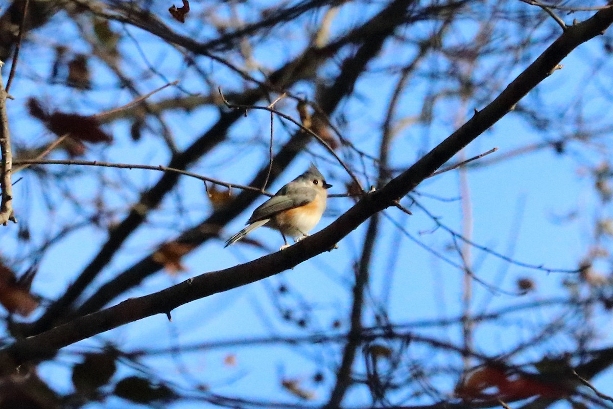 Tufted Titmouse - Kimberlie Dewey