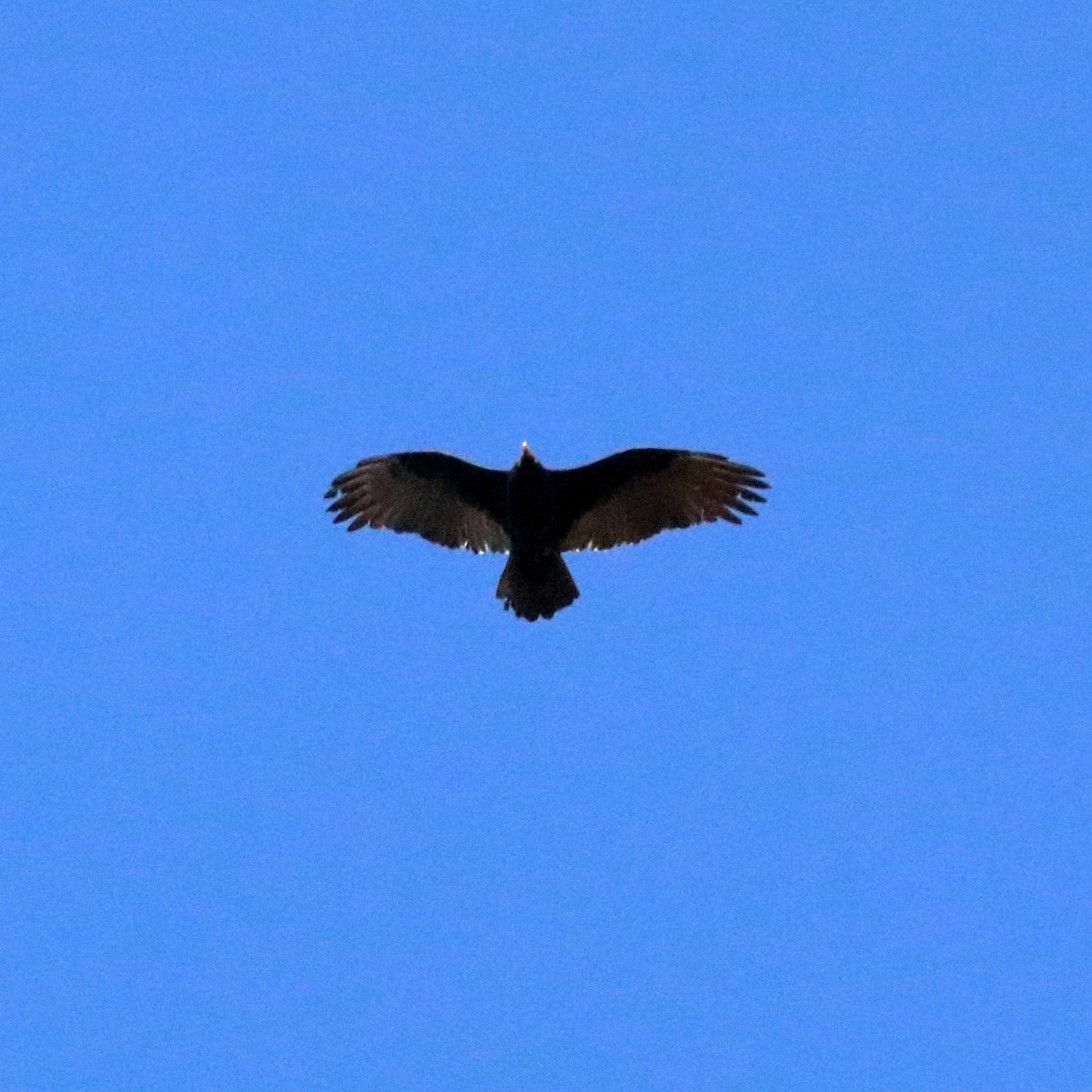 Turkey Vulture - ML76376581