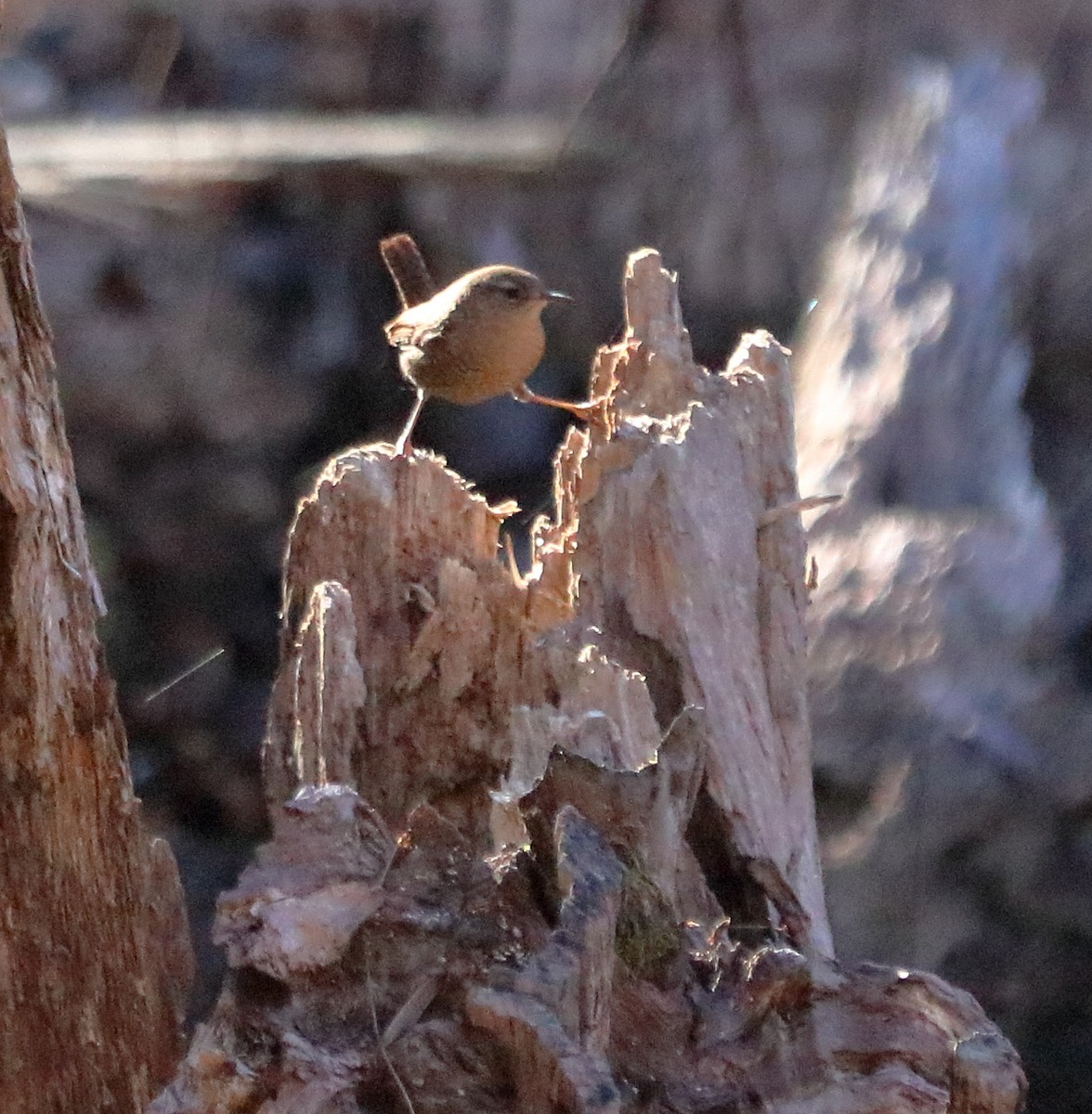 Winter Wren - ML76376681