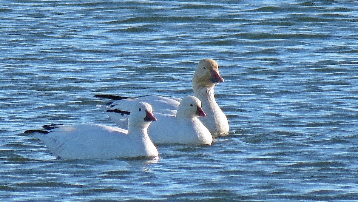 Ross's Goose - ML76378661