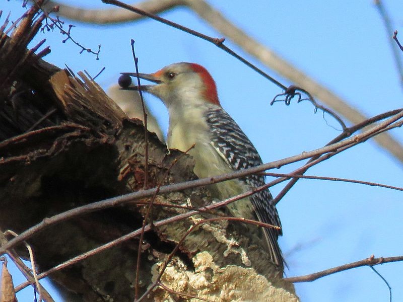 Red-bellied Woodpecker - ML76379751