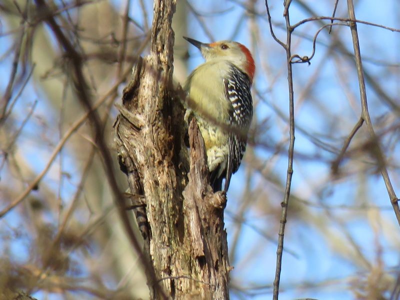 Red-bellied Woodpecker - ML76381611