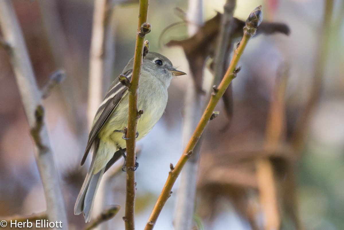 Hammond's Flycatcher - Herb Elliott