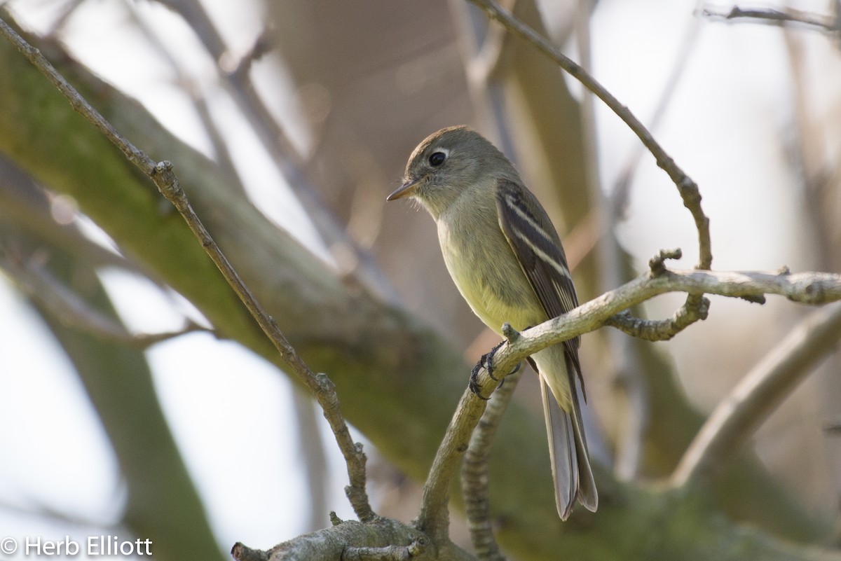 Hammond's Flycatcher - ML76385391