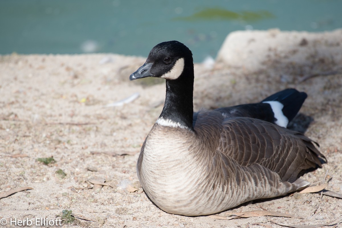 Cackling Goose - Herb Elliott