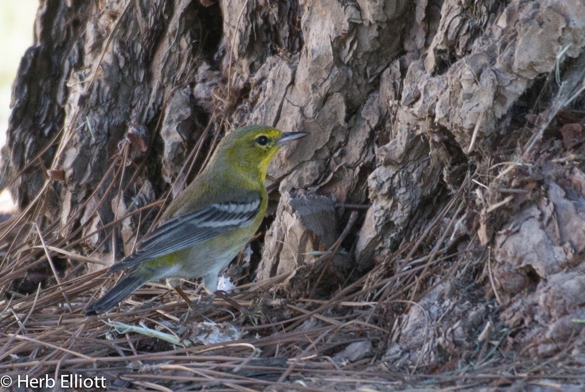 Pine Warbler - ML76387231