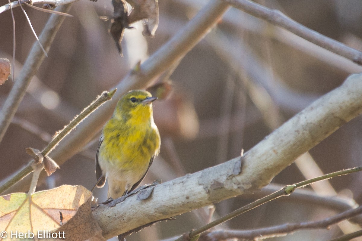 Pine Warbler - ML76387251