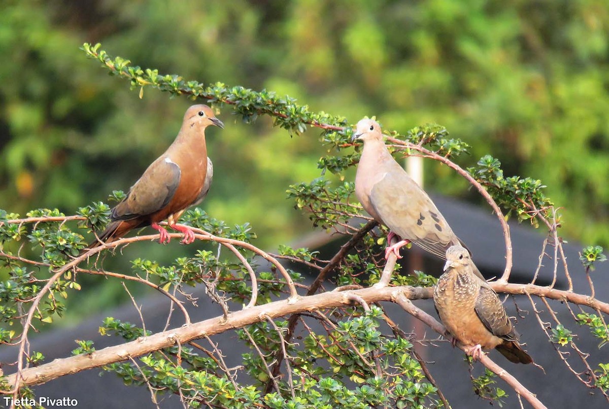 Eared Dove - ML76389271