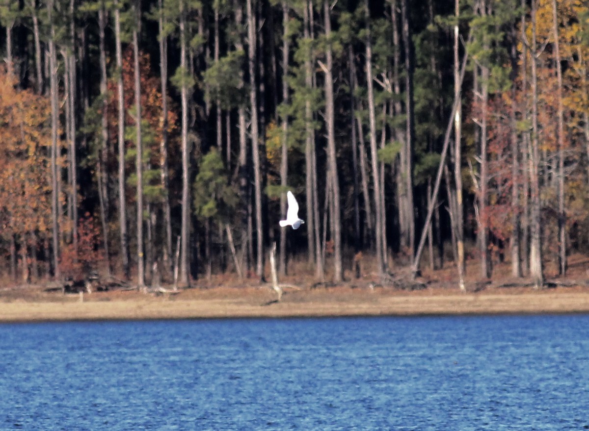 Little Gull - Jamie Adams