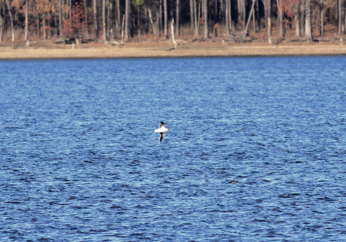 Little Gull - Jamie Adams