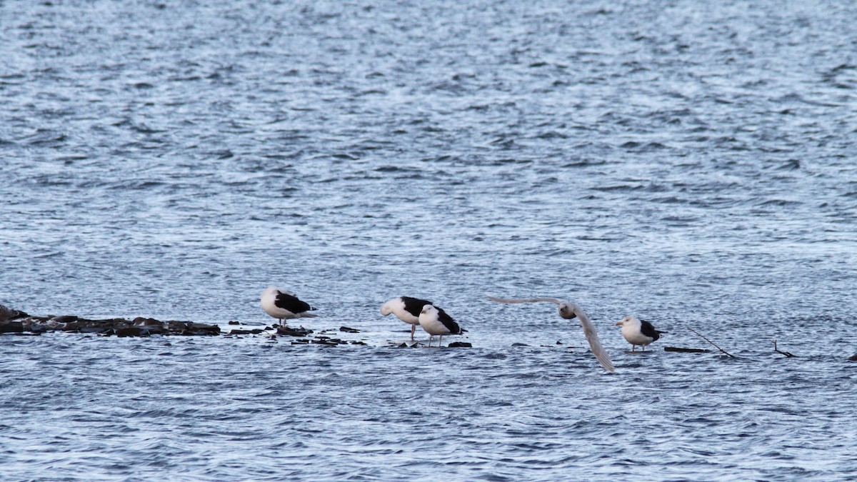 Gaviota Groenlandesa - ML76391131