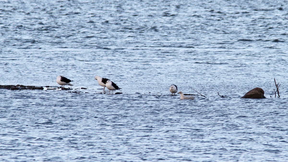 Gaviota Groenlandesa - ML76391141