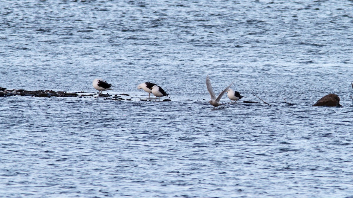 Gaviota Groenlandesa - ML76391151