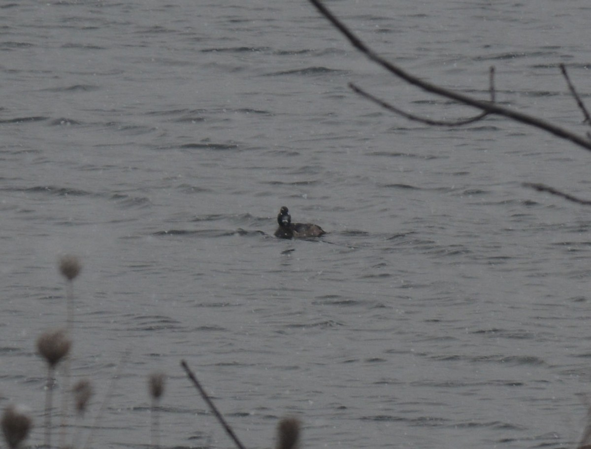 Ring-necked Duck - ML76392931