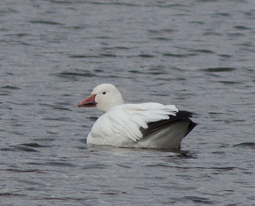 Snow Goose - ML76394051