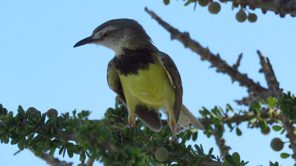 Black-chested Prinia - ML76394291