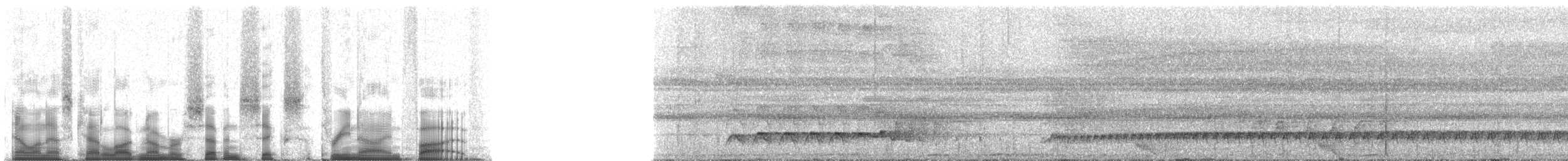 amazonvatretreløper (juruanus/polyzonus) - ML76395