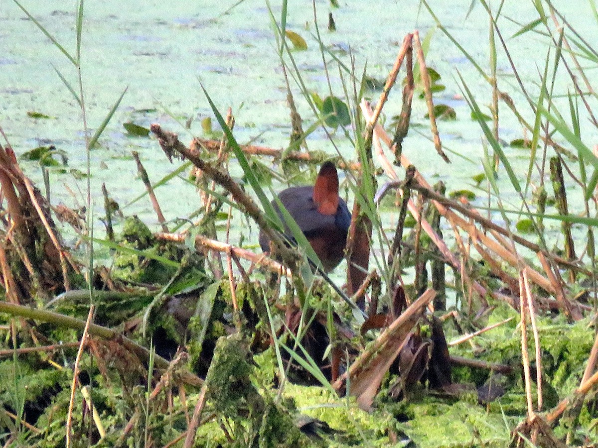 White-breasted Waterhen - Chris Welsh