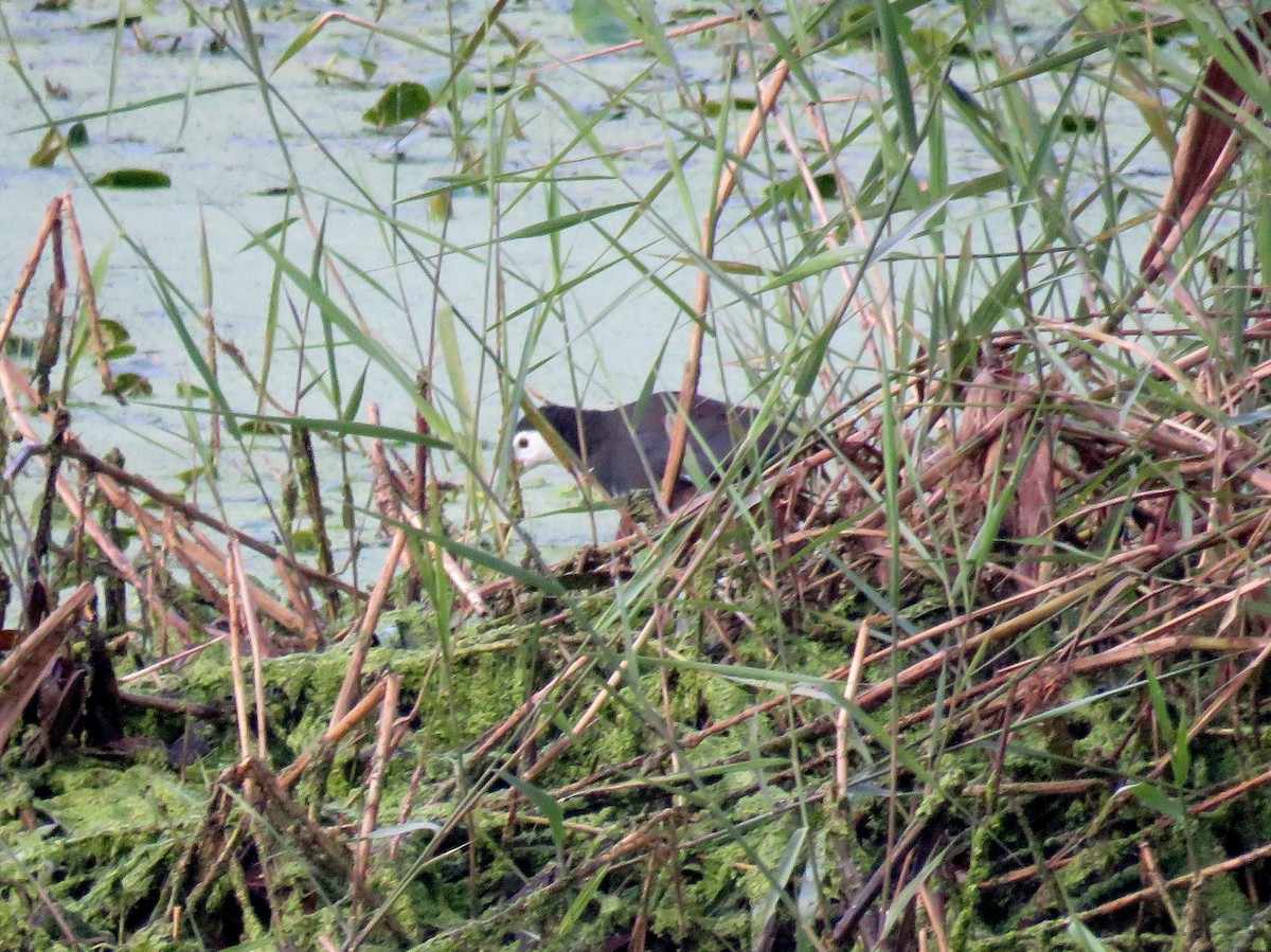 White-breasted Waterhen - Chris Welsh