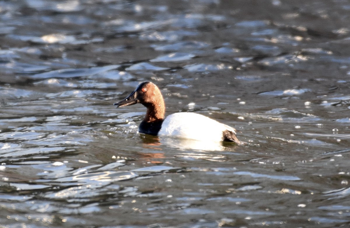 Canvasback - ML76397191