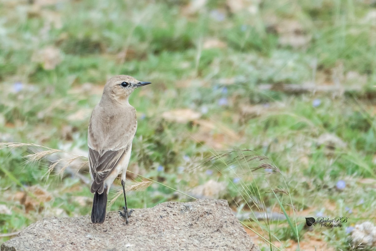 Isabelline Wheatear - Balaji P B