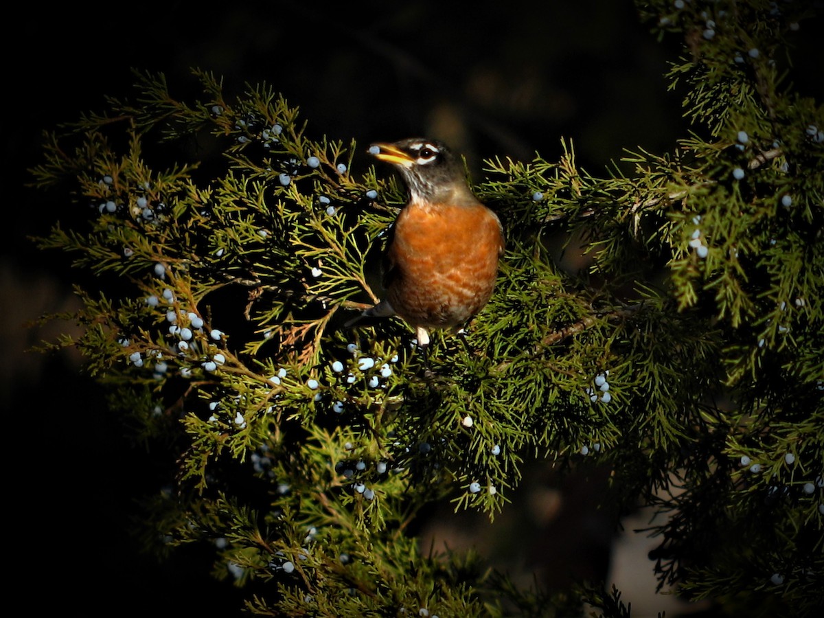 American Robin - Chris Barrigar