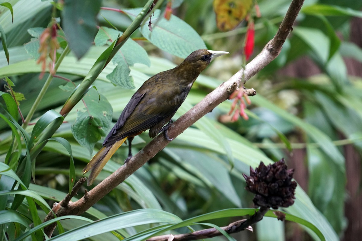 Dusky-green Oropendola - Connie Guillory