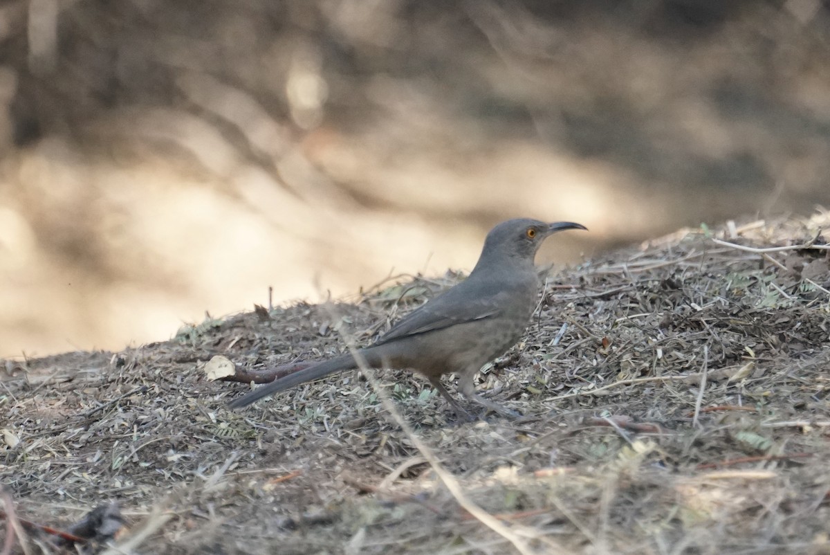 Curve-billed Thrasher - ML76399981