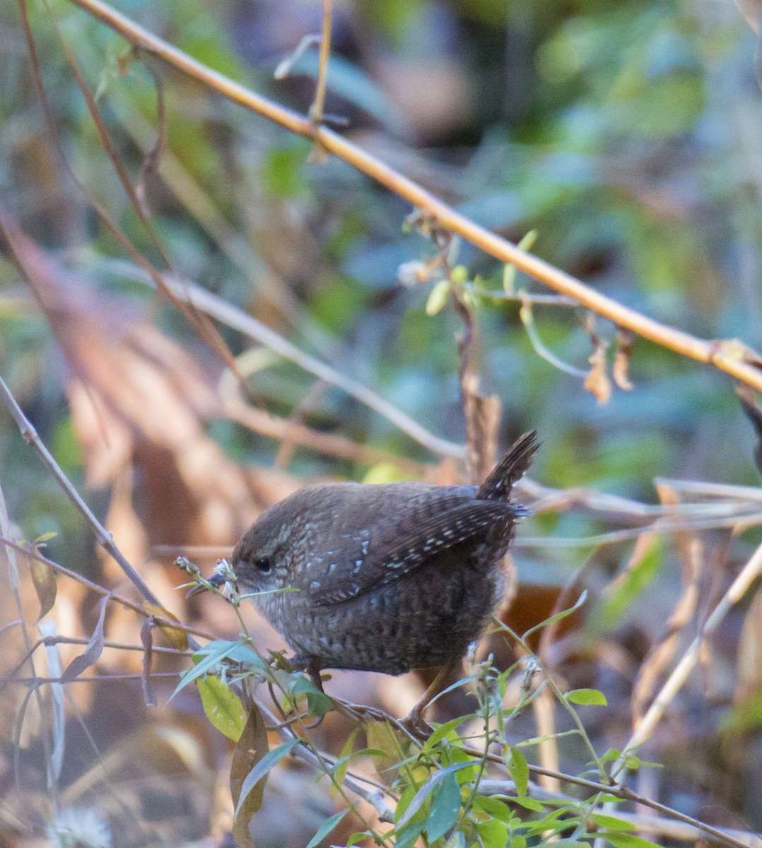 Troglodyte des forêts - ML76400071